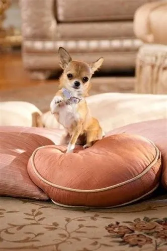 Susan Lanci Plain Ultrasuede Dog Collars in Many Colors